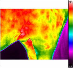 Thermografische Aufnahmen eines Pferdes